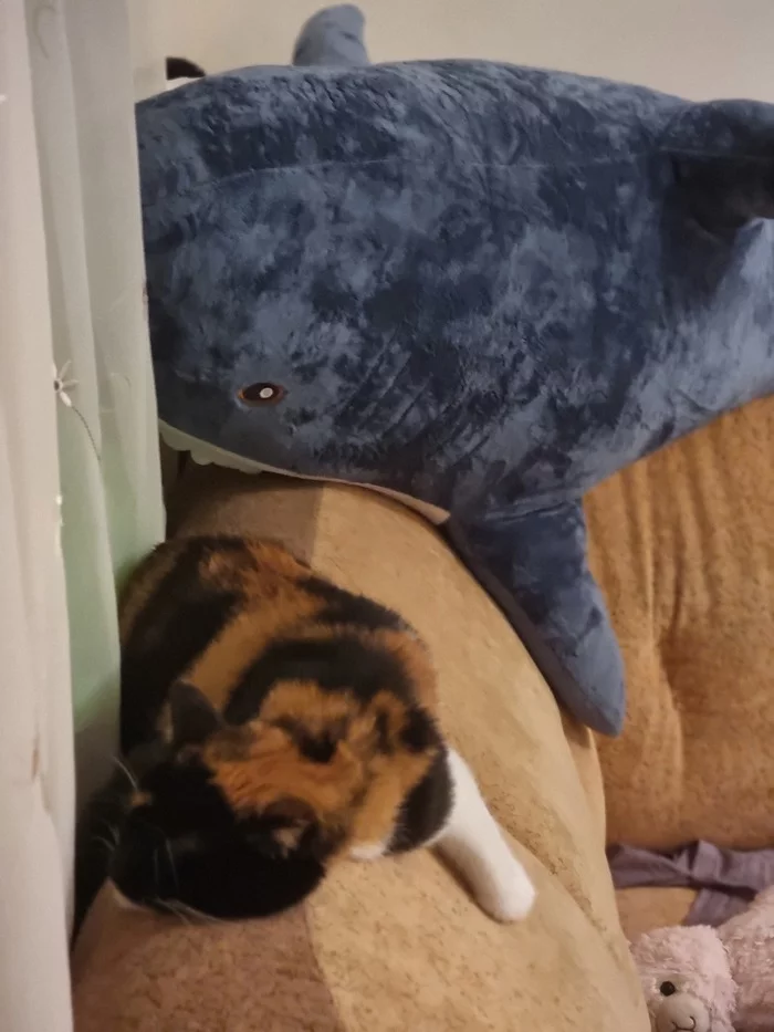 Danger from behind, and she sleeps) - My, cat, Shark