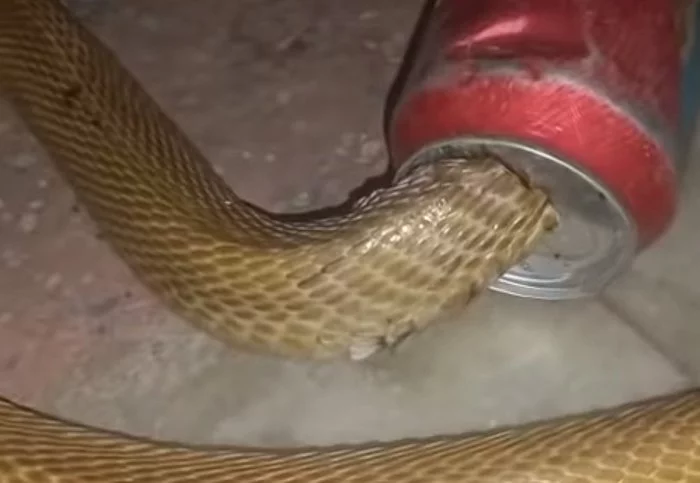 Rescue of a cobra stuck in a beer can - Cobras, Snake, Animal Rescue, Wild animals, India, Poisonous animals, Interesting, Reptiles, The national geographic, Video, Longpost