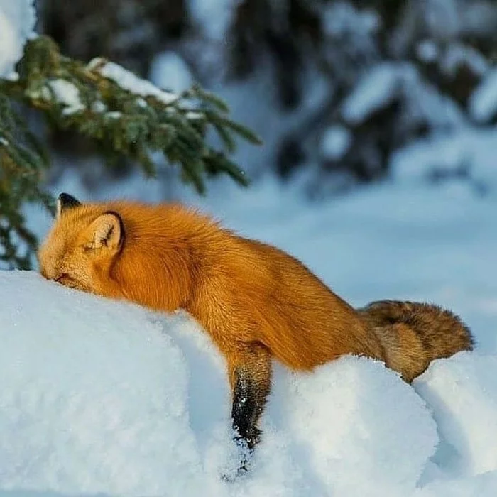 It's only Thursday yet, but you're tired. - Fox, Milota, Nature, Animals, The photo, Fatigue, Humor, Snow