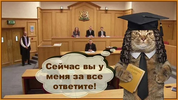 Британские ученые назвали кошек антисоциальными, наглыми, подлыми и агрессивными психопатами - Моё, Кот, Англия, Наука, Исследования, Психология