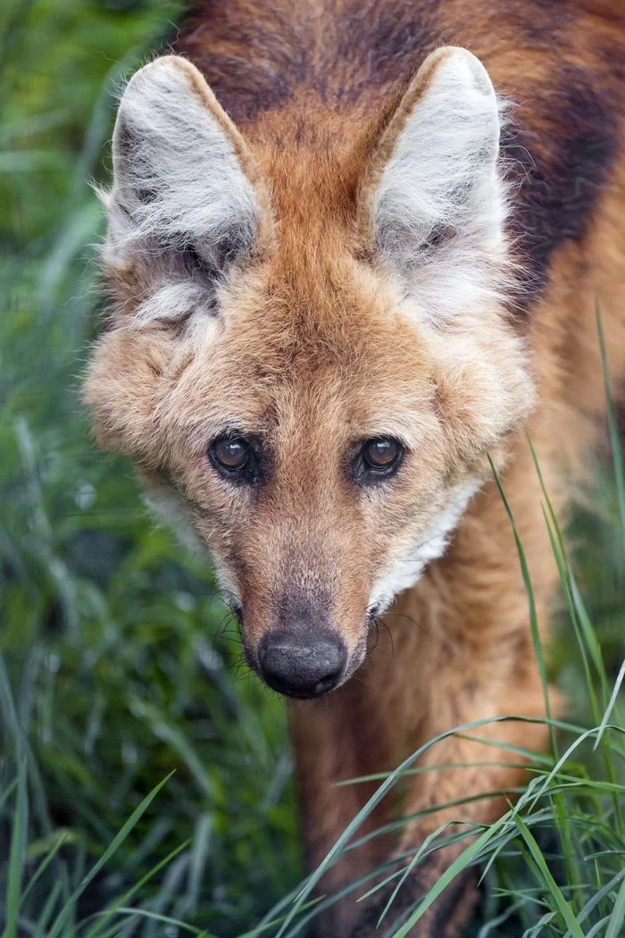 Maned Wolf - Maned Wolf, Canines, Predatory animals, Wild animals, Zoo, The photo, Longpost