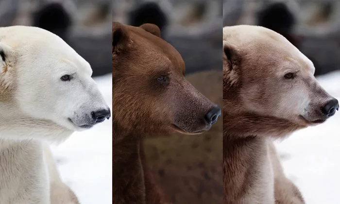 Pizzlee: A hybrid of a polar bear and a brown bear. Every year in the wild there are more and more of them - The Bears, Hybrid, Yandex Zen, Longpost, Book of Lifewives, Animals