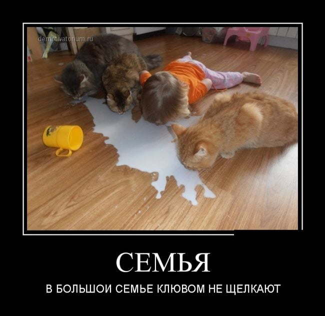 Family - My, cat, Milk, Children, Picture with text, Babies, Demotivator