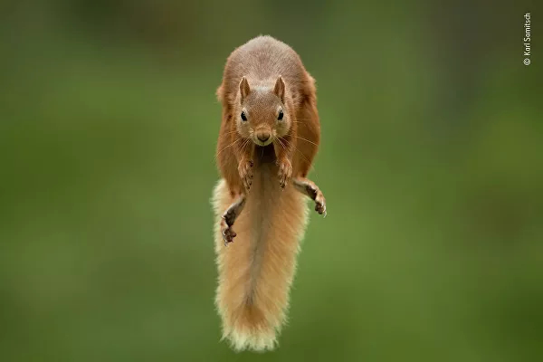 Bounce - Squirrel, Rodents, Wild animals, wildlife, beauty of nature, The photo, Competition, National park, Scotland