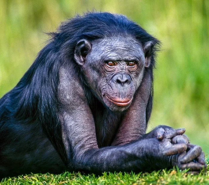Female bonobo - Rare view, Bonobo, Female, Primates, Wild animals, wildlife, Reserves and sanctuaries, Congo, Africa, The photo