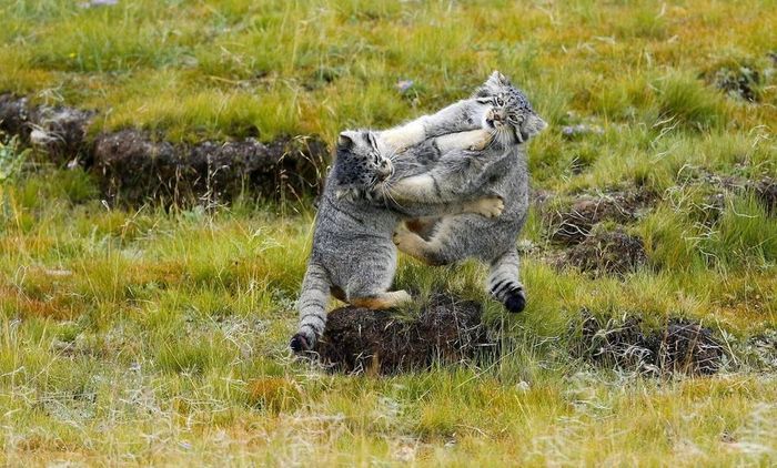 Fight of the Furry - Pallas' cat, Small cats, Cat family, Predatory animals, Wild animals, wildlife, Tibet, China, Asia, The photo, Fluffy, Fight