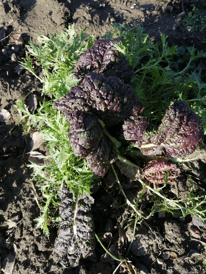 Delicious leaves - My, Garden, Seeds, Salad, Mustard, beauty, Краснодарский Край, Longpost