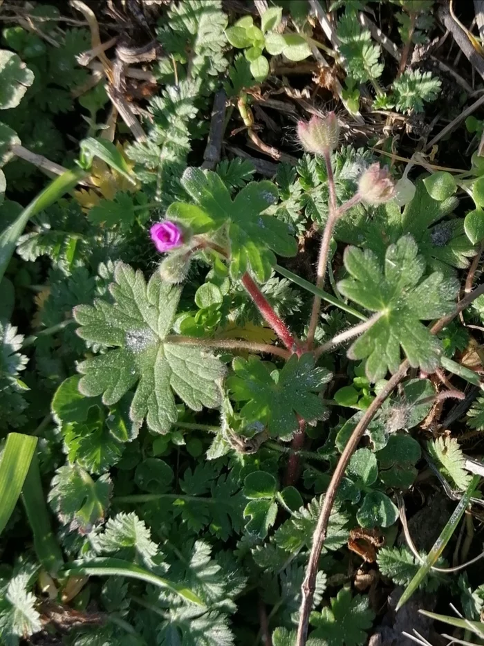 Small and beautiful - My, Mobile photography, Wildflowers, beauty, Longpost