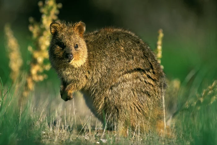 Spare cub - Quokka, Short, Tail, Kangaroo, Marsupials, Young, Stock, Wild animals, Australia, Informative, Around the world, Longpost