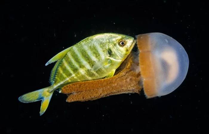 Fish on a boat - A fish, Symbiosis, Interaction, Funny, The photo