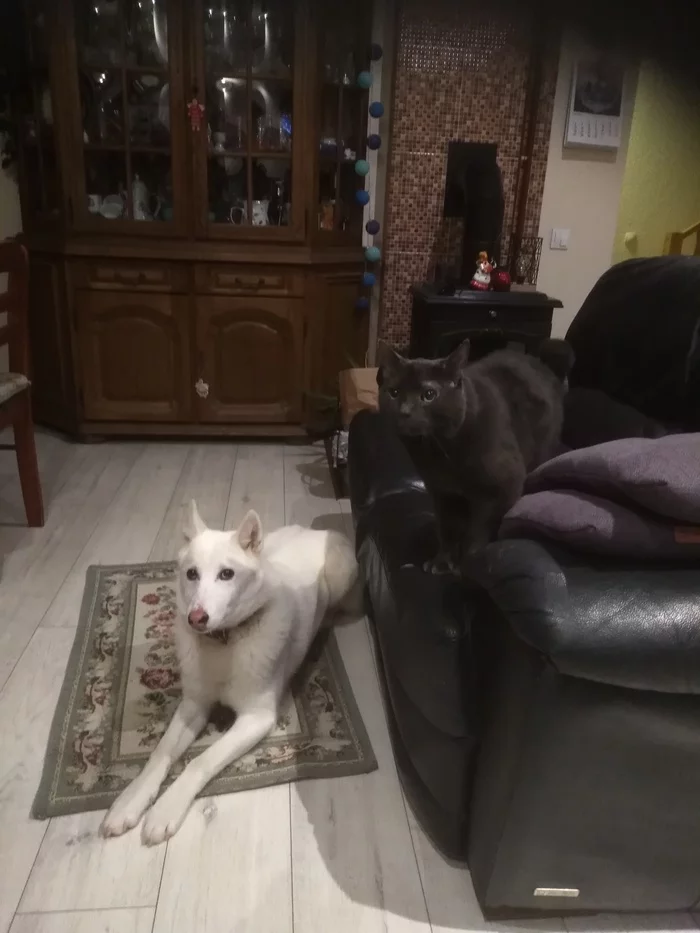 Yin Yang - West Siberian Laika, Laika, Longpost, Video