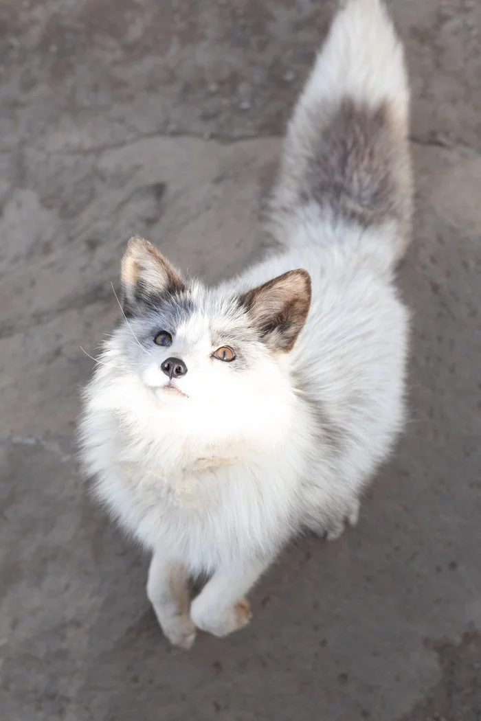 Satisfied - White Fox, Milota, The photo, Fluffy, Animals