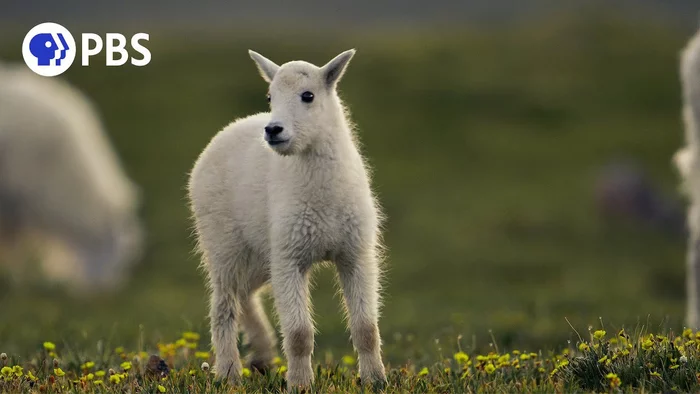 Snow goat looking for its mother - Snow goat, Kid, Lost, Meeting, Goat, North America, Artiodactyls, Wild animals, wildlife, The national geographic, Touching, Video, Longpost