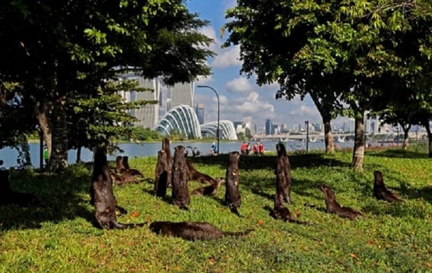 A flock of otters almost gnawed a Briton in a park in Singapore - news, Singapore, Otter, Attack, The British