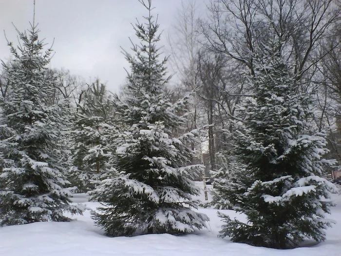 Ural December - My, Winter, December, Beautiful, Longpost, Snow, Forest