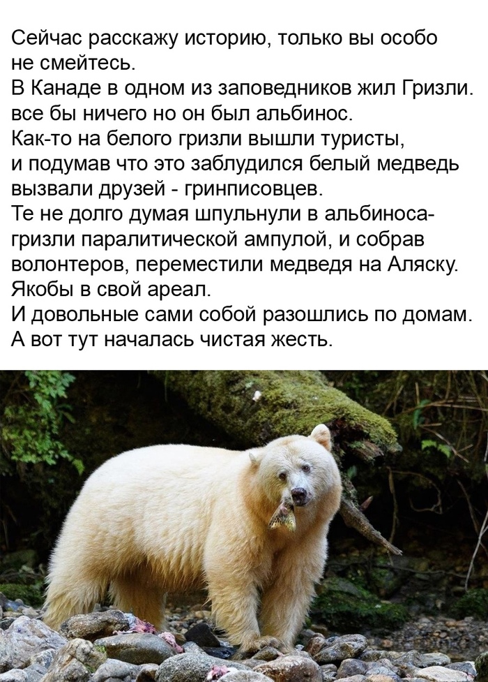 Белый Медведь Магазин Электроники