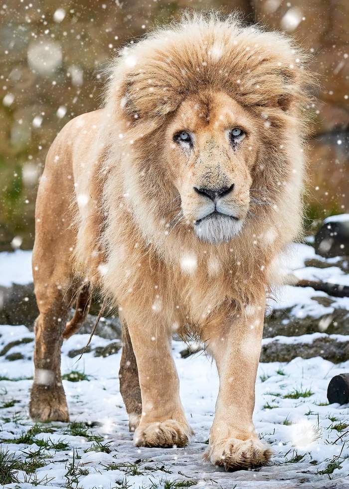 What's the weather here... - a lion, Big cats, Cat family, Predatory animals, Wild animals, Winter, Snow, Zoo, England