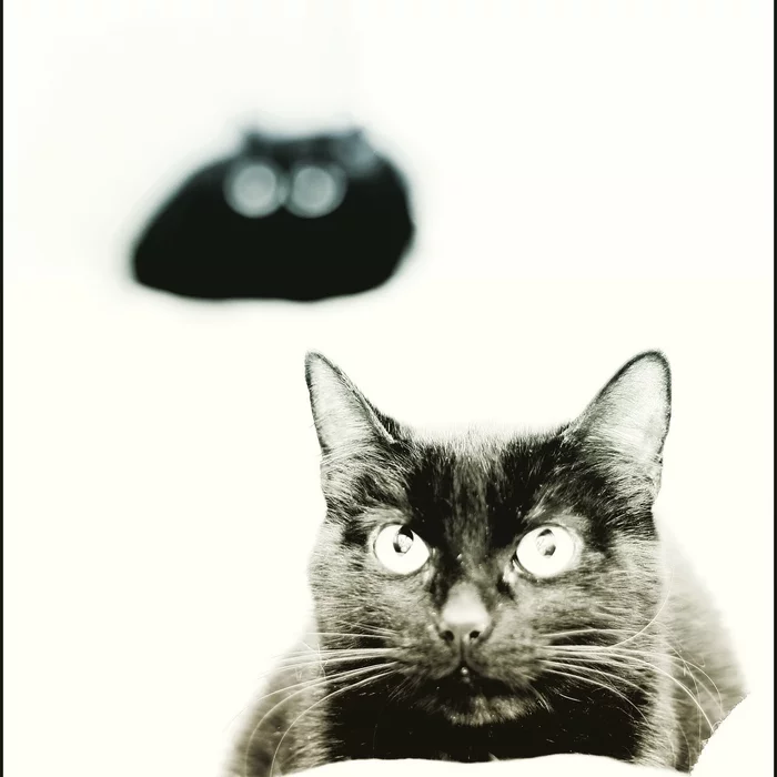 Incorrect exposure - My, The photo, cat, Film, Film cameras, Exposition
