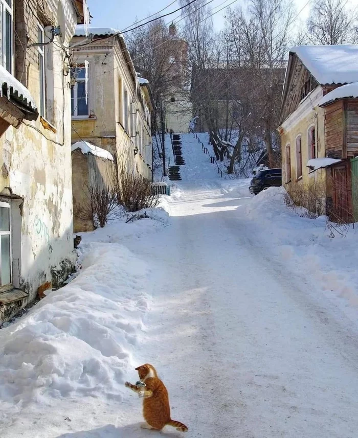 Street Juggler - cat, Redheads, Winter, Snow, Mouse, Games, Torzhok, Tver region