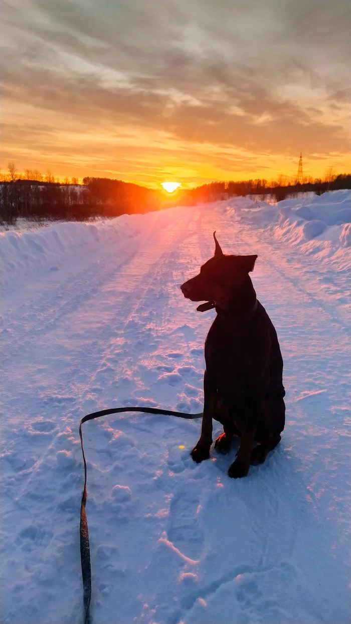 Winter Road and Sad Doberman - My, Dog, Winter, Longpost, The photo