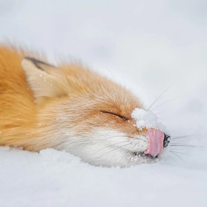 Delicious snow - Milota, The photo, Fluffy, Animals, Snow, Language, Fox