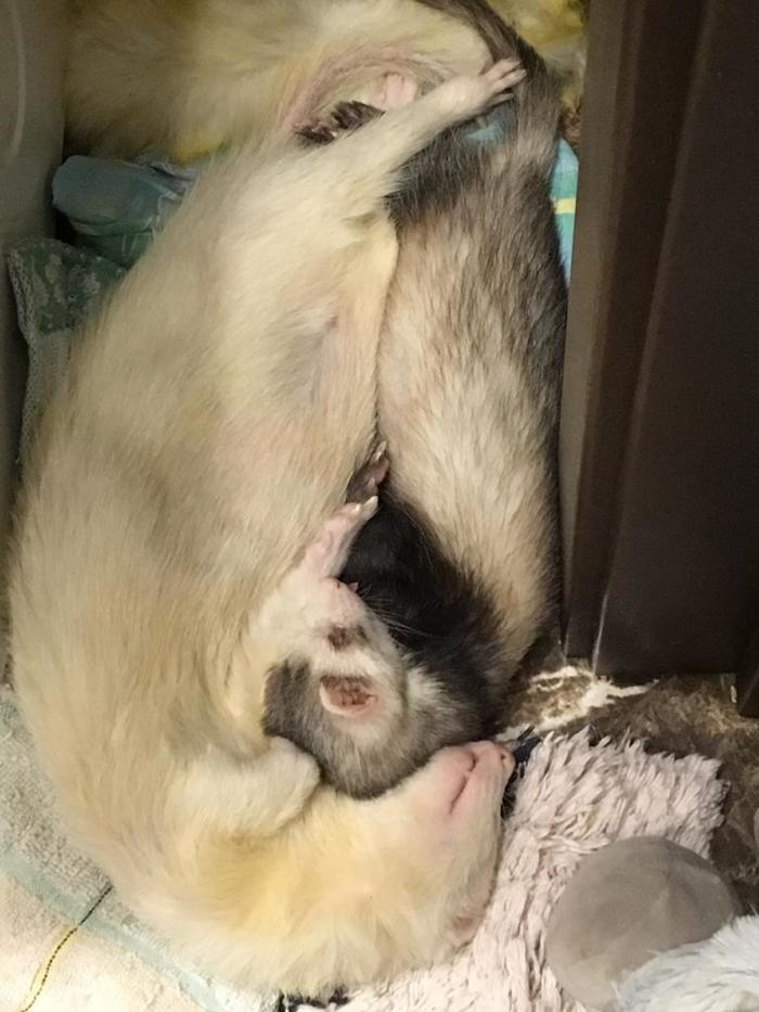 �������� �������