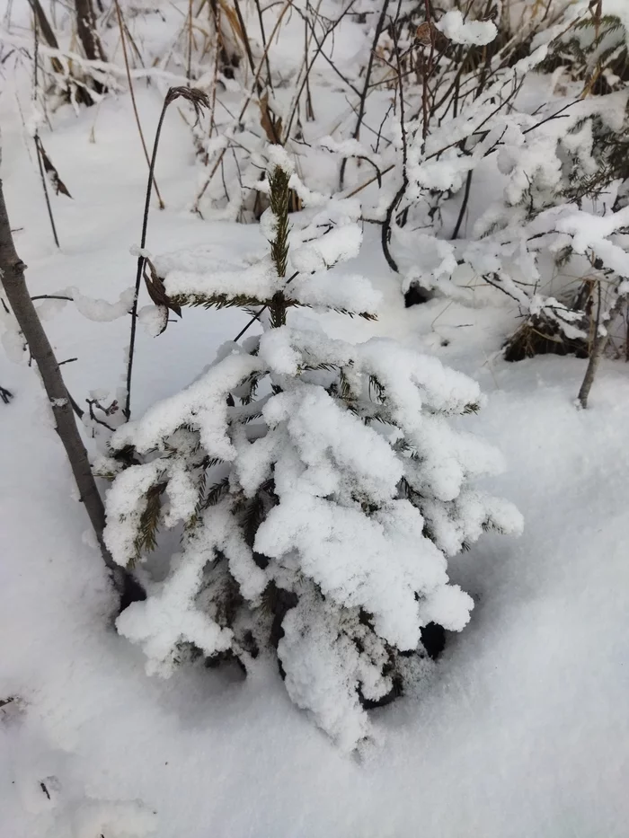 And outside the city winter winter winter - My, Winter, Forest, Snow, Tree, Christmas trees, beauty of nature, Mobile photography, Longpost