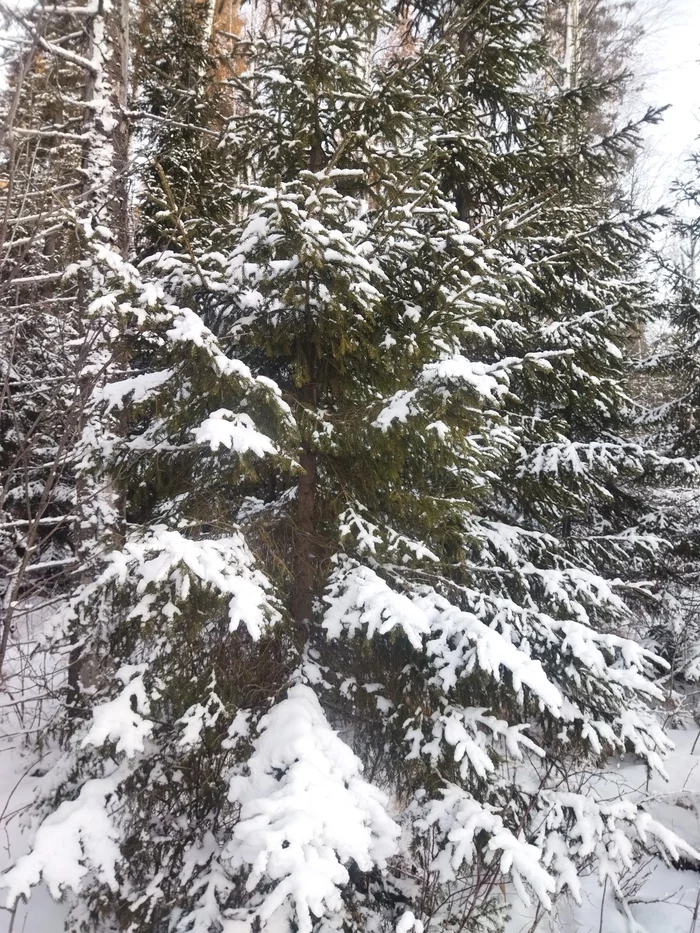 And outside the city winter winter winter - My, Winter, Forest, Snow, Tree, Christmas trees, beauty of nature, Mobile photography, Longpost