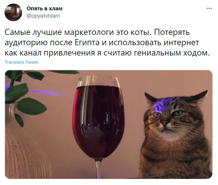 Маркетологи - Кот, Бизнес, Мемы, Скриншот, Twitter, Юмор, Кот Степан, Маркетинг