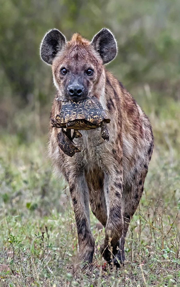 Turtle found, Aeschylus did not see - Hyena, Spotted Hyena, Predatory animals, Wild animals, wildlife, Kruger National Park, South Africa, The photo, Turtle, Mining