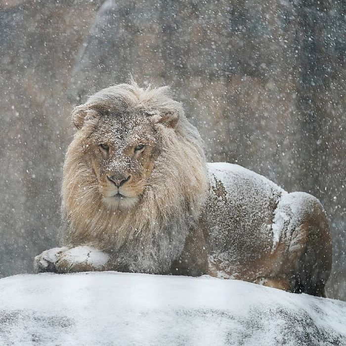 Snow Lion - a lion, Big cats, Cat family, Predatory animals, Wild animals, Zoo, The photo, Snowfall, Snow