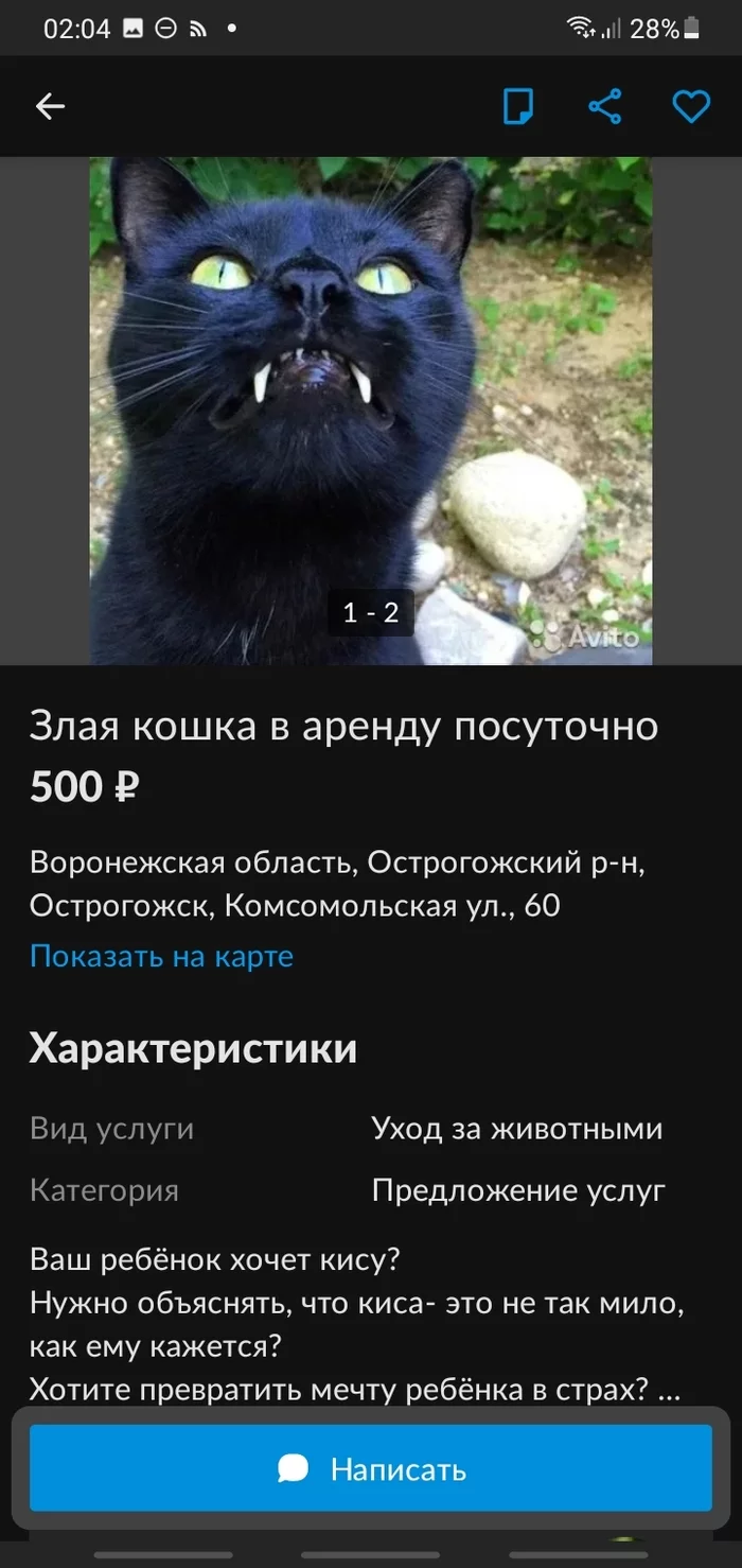 Marketing genius - Announcement, Avito, Humor, cat, Business, Longpost