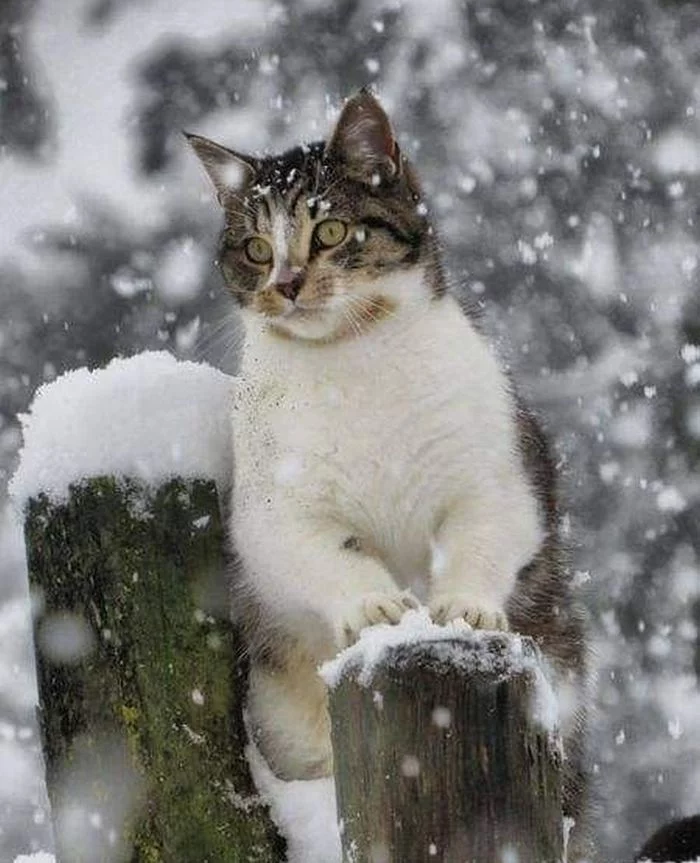 It's snowing... - cat, Snowfall, Fence