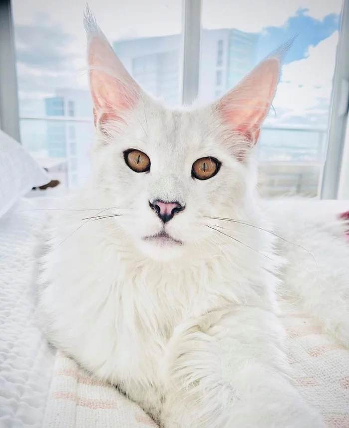Belyash - Maine Coon, cat, White