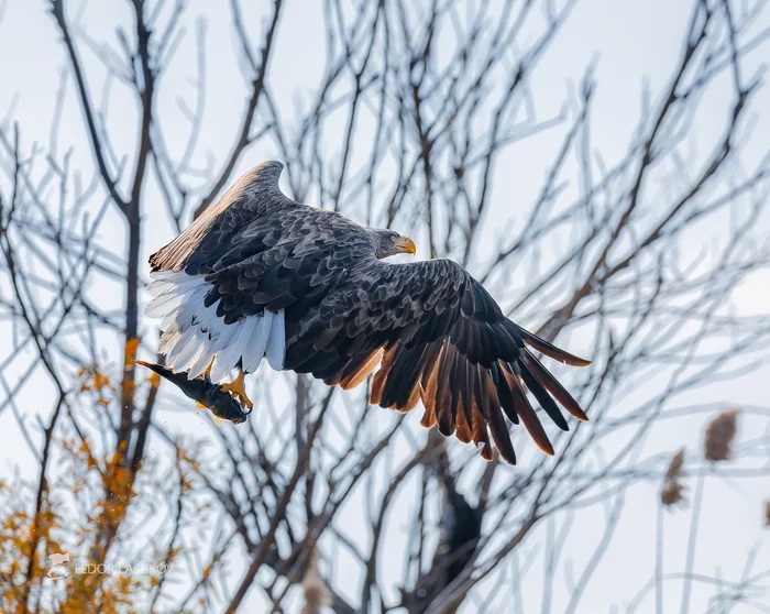 catch - Erne, Eagle, Hawks, Predator birds, Fishing, Catch, A fish, Mining, Flight, The national geographic, The photo, wildlife, Autumn, Astrakhan Region, Volga river, Astrakhan Nature Reserve, Rare view, Red Book, beauty of nature