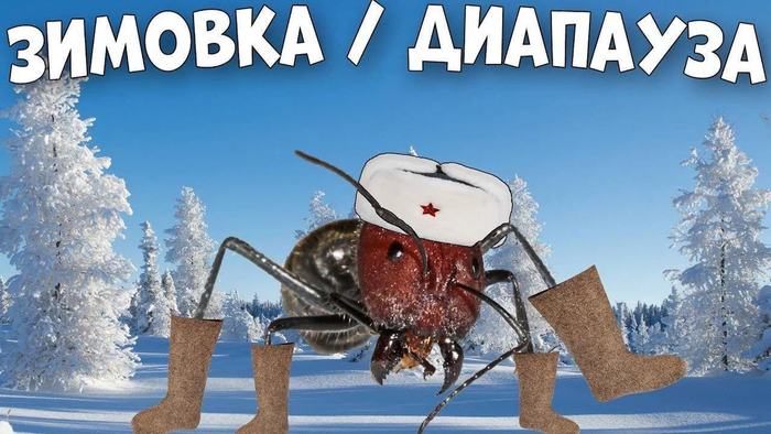 Чем питаются хищные птицы зимой. Смотреть фото Чем питаются хищные птицы зимой. Смотреть картинку Чем питаются хищные птицы зимой. Картинка про Чем питаются хищные птицы зимой. Фото Чем питаются хищные птицы зимой