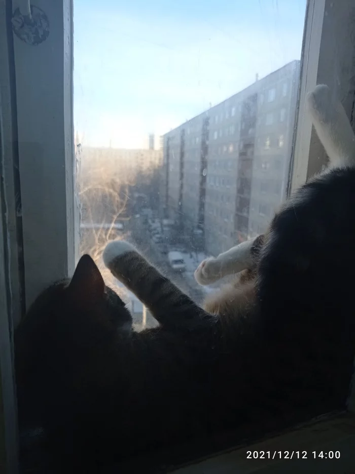 Cat in winter panorama - My, Fat cats, Cats are liquid, cat