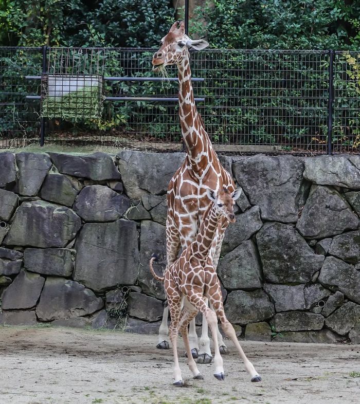 Long-legged and long-necked) - Giraffe, Artiodactyls, Wild animals, Young, Interesting, Safari Park, Japan, Milota, Longpost