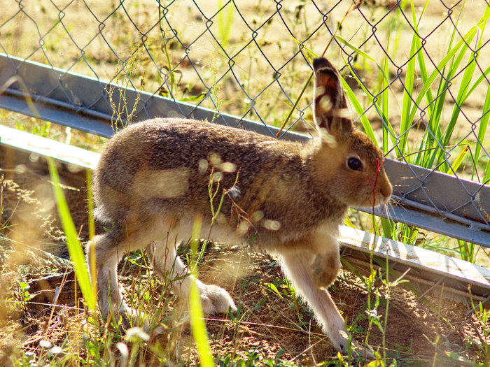 Прикормленный заяц-беляк Заяц, Дикие животные, Фотография, Природа, Длиннопост