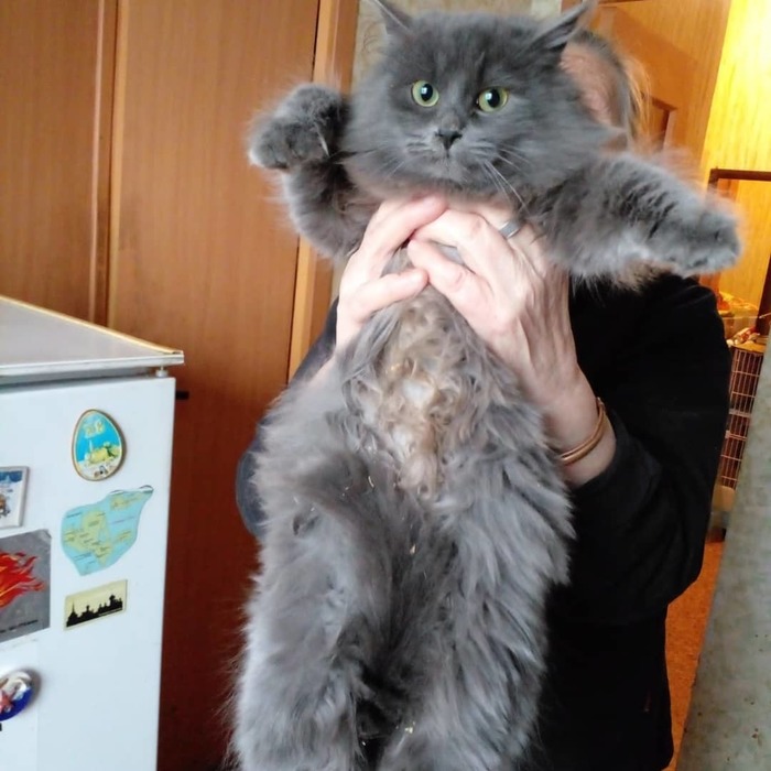 что делать если подкинули котенка. Смотреть фото что делать если подкинули котенка. Смотреть картинку что делать если подкинули котенка. Картинка про что делать если подкинули котенка. Фото что делать если подкинули котенка