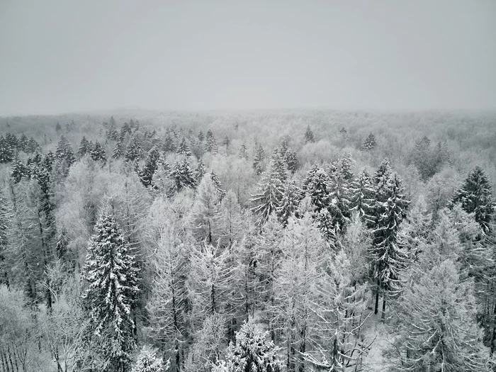 Winter forest. Moscow - My, Winter, Snow, Forest, Longpost, The photo