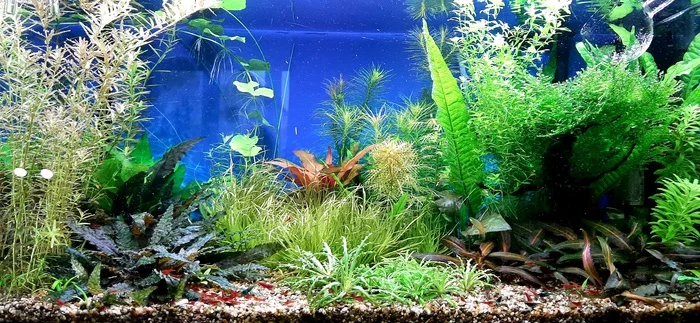 Trial Plant Aquarium - My, Aquarium, Aquarium herbalist, Plants