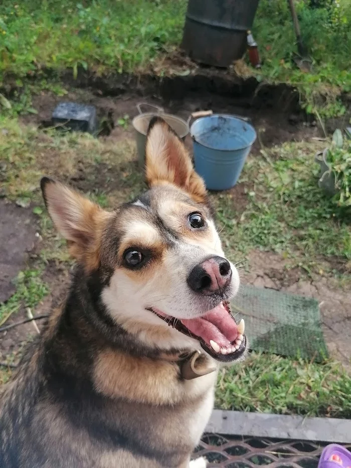 Three lumps of happiness! - My, No rating, Puppies, In good hands, Ufa, Dog, Longpost, Bashkortostan