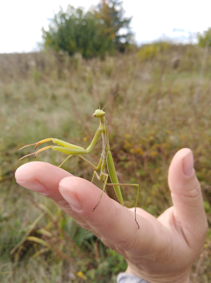 Богомол с прищуром