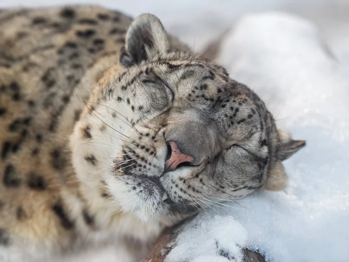 Спящий кот - Снежный барс, Сон, Фотография, Богданов Олег, Большие кошки, Семейство кошачьих, Животные, The National Geographic, Хищные животные, Милота