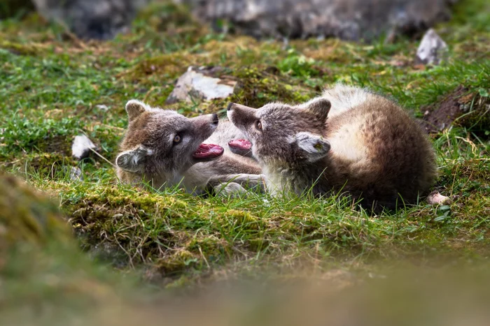 Relationship - Arctic fox, Games, Wild animals, Spitsbergen, Norway, The photo, beauty of nature, wildlife, Archipelago, Arctic Ocean, The national geographic, Alexander Perov