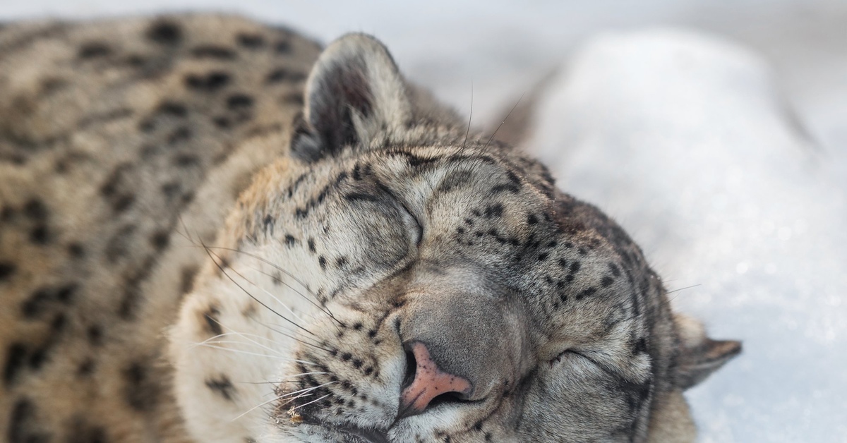 К чему снится снежный барс. К чему снится снежный барс. Снежный барс ирбис. Бенгальская кошка снежный барс. К чему снится снежный барс.