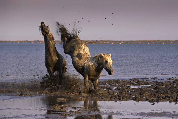 Camargue horses - Horses, Camargue, France, The park, Animals, wildlife, beauty of nature, The photo, Longpost