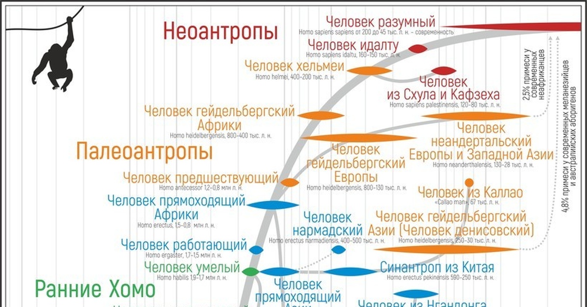 Развитие homo. Эволюционное Древо человека. Древо эволюции человека Антропогенез. Антропогенез эволюционное Древо человека. Ветви развития человечества.