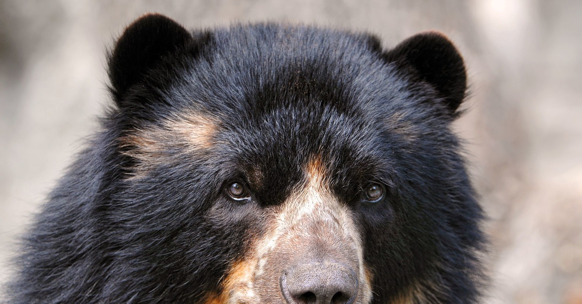 Какой нос у медведя. Очковый медведь Tremarctos ornatus. Очковый (Андский) медведь. Реликтовый очковый медведь Аргентина. Глаза медведя.